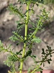 Jamesbrittenia albomarginata