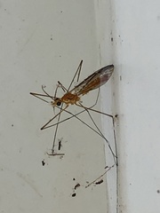 Nephrotoma suturalis