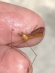 Nephrotoma suturalis