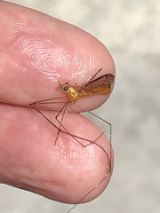 Nephrotoma suturalis