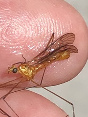 Nephrotoma suturalis