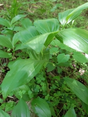 Polygonatum latifolium