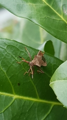 Coreus marginatus
