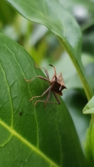 Coreus marginatus