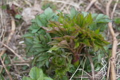 Angelica ursina