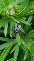 Rhinophoridae