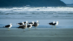 Larus dominicanus