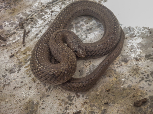 Lined Tolucan Ground Snake