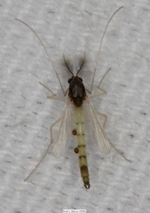 Endochironomus nigricans