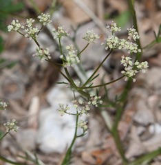 Trinia glauca