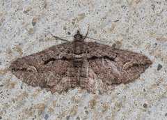 Chrysolarentia plagiocausta