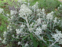 Buddleja loricata