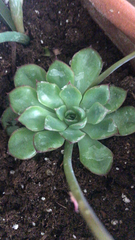 Echeveria pulidonis