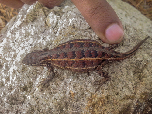 Trans Volcanic Bunchgrass Lizard