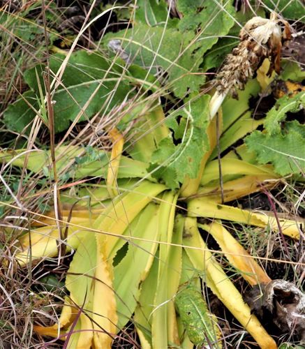 Eucomis autumnalis