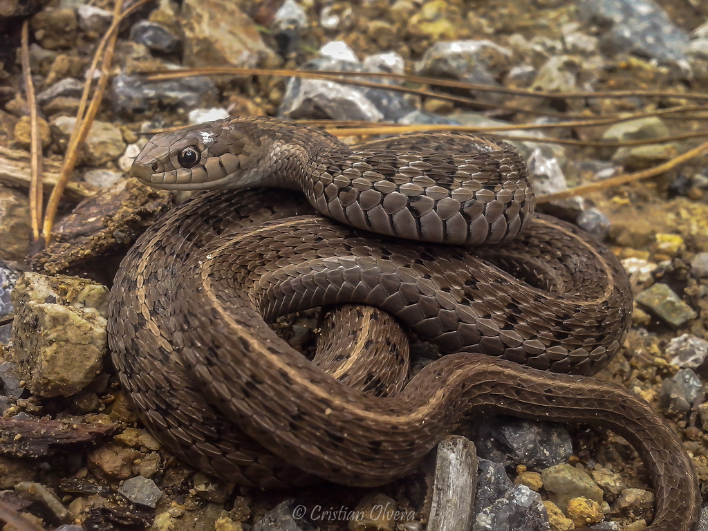 Longtail Alpine Garter Snake (Thamnophis scalaris) · iNaturalist