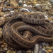Longtail Alpine Garter Snake - Photo (c) Cristian Olvera, some rights reserved (CC BY-NC-ND), uploaded by Cristian Olvera