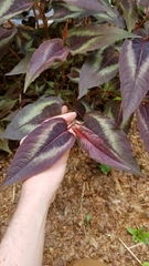 Persicaria microcephala