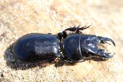 Scarites buparius