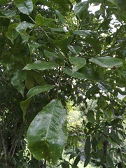 Platymiscium