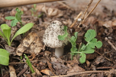 Coprinopsis atramentaria