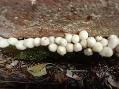 Coprinellus disseminatus