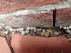 Coprinellus disseminatus