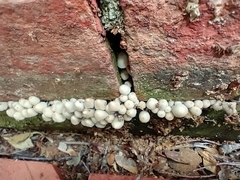 Coprinellus disseminatus