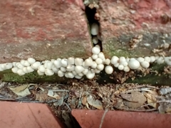 Coprinellus disseminatus