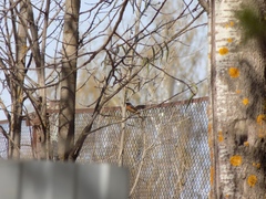 Phoenicurus phoenicurus