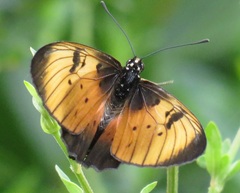 Acraea natalica