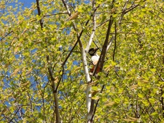 Dendrocopos major