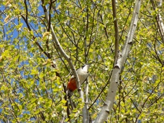 Dendrocopos major