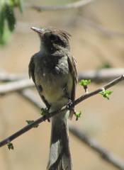 Xenotriccus mexicanus