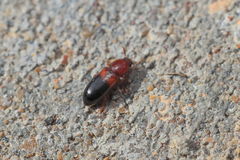 Corticeus bicolor