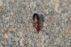 Corticeus bicolor