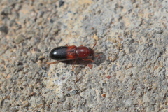 Corticeus bicolor