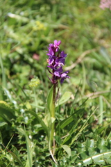 Dactylorhiza euxina