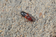 Corticeus bicolor