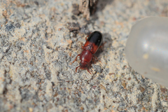 Corticeus bicolor
