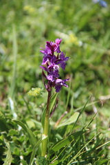 Dactylorhiza euxina