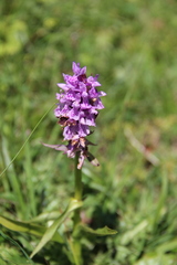 Dactylorhiza euxina