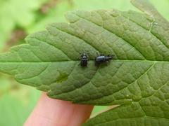 Chonostropheus tristis