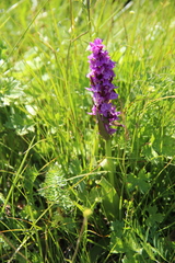 Dactylorhiza euxina