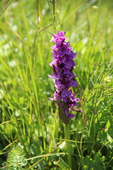Dactylorhiza euxina