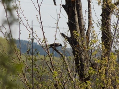 Corvus cornix