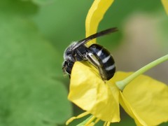 Lasioglossum sexnotatum