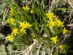 Gagea minima