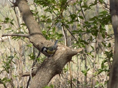 Parus major