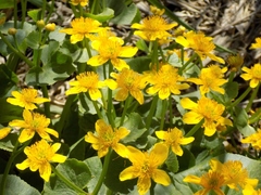 Caltha palustris